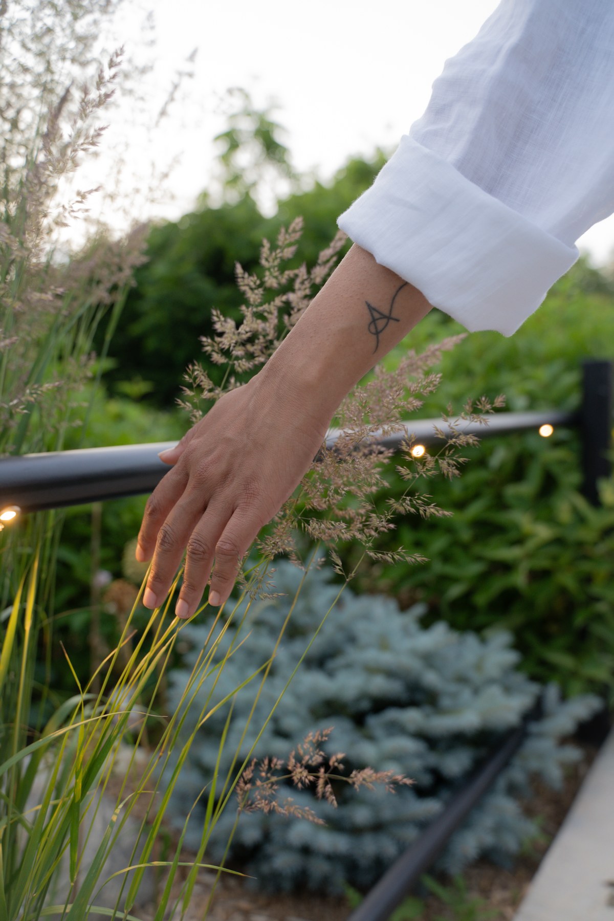 A woman's hand trailing gently through tall ornamental grasses in a garden at dusk